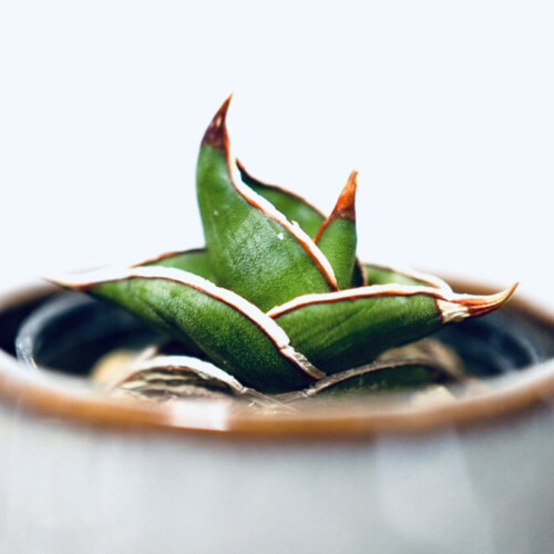 サンスベリア・ロリダ