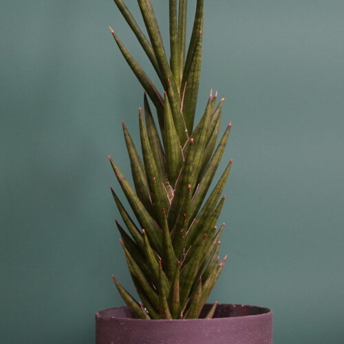 サンスベリア・フランシシー