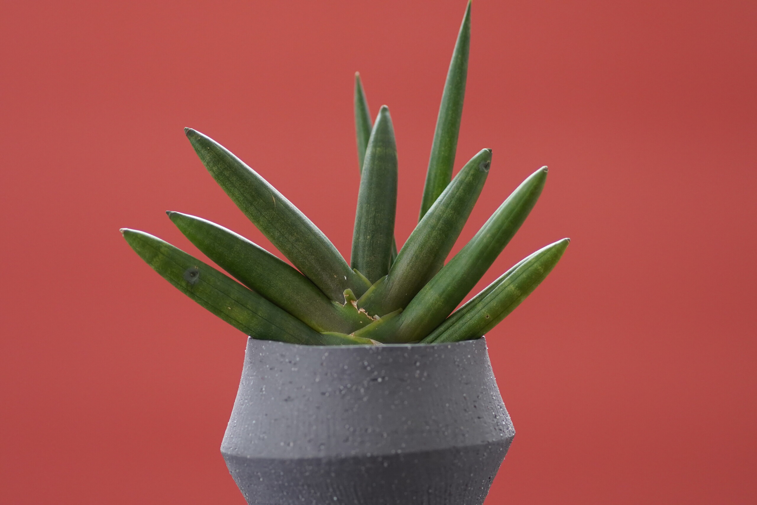 サンセベリア・ボンセレンシス