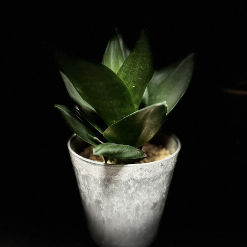 サンスベリアブラックドラゴン