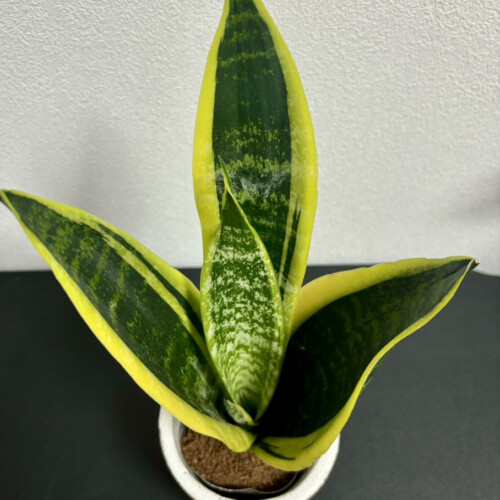 サンスベリア・スパーバ