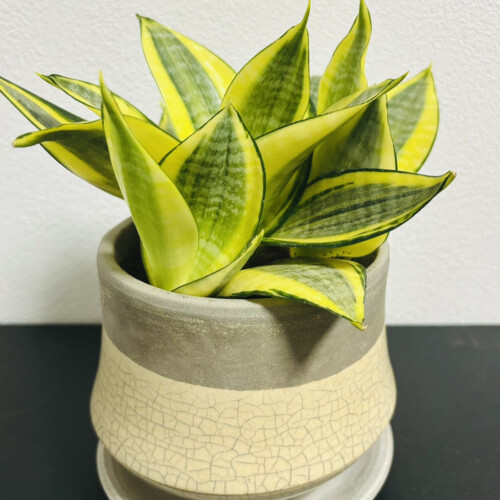 サンスベリア・ハニーの色鮮やかな写真