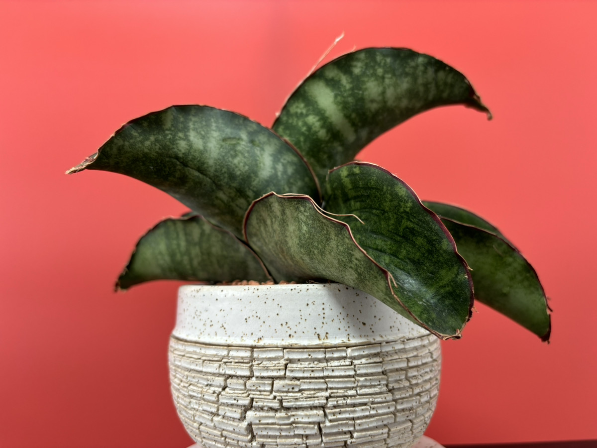 サンスベリア・ドラゴンウィング