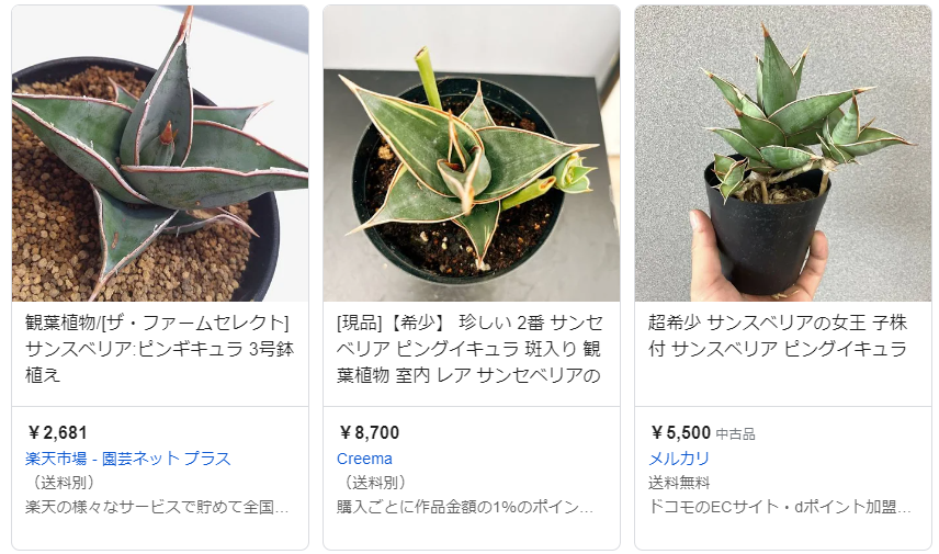 サンスベリア・ピングイキュラの特徴と育て方｜女王の観葉植物 - Sansevieria Life