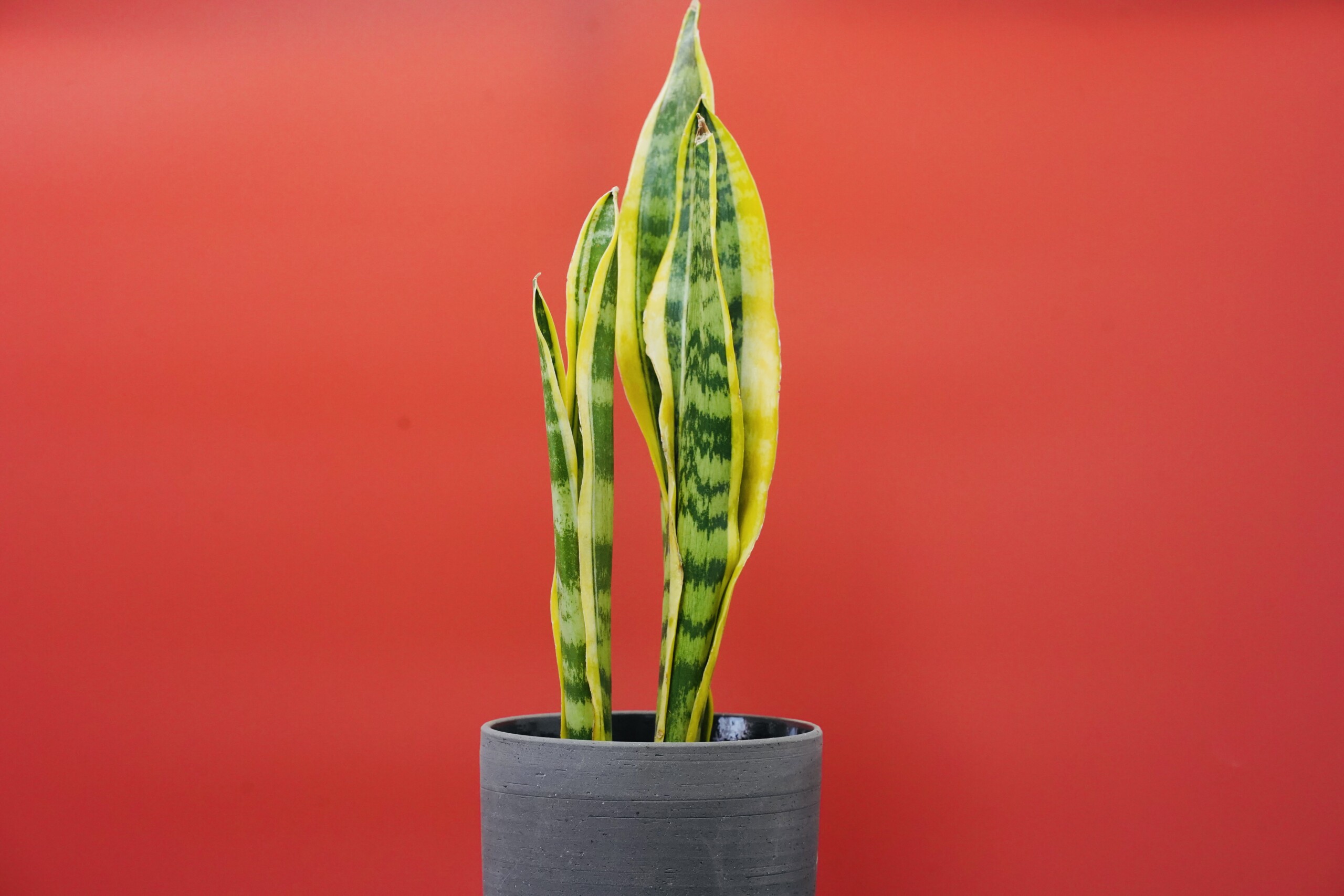 サンスベリアの種類一覧（16選）｜人気品種から希少品種まで徹底紹介 - Sansevieria Life