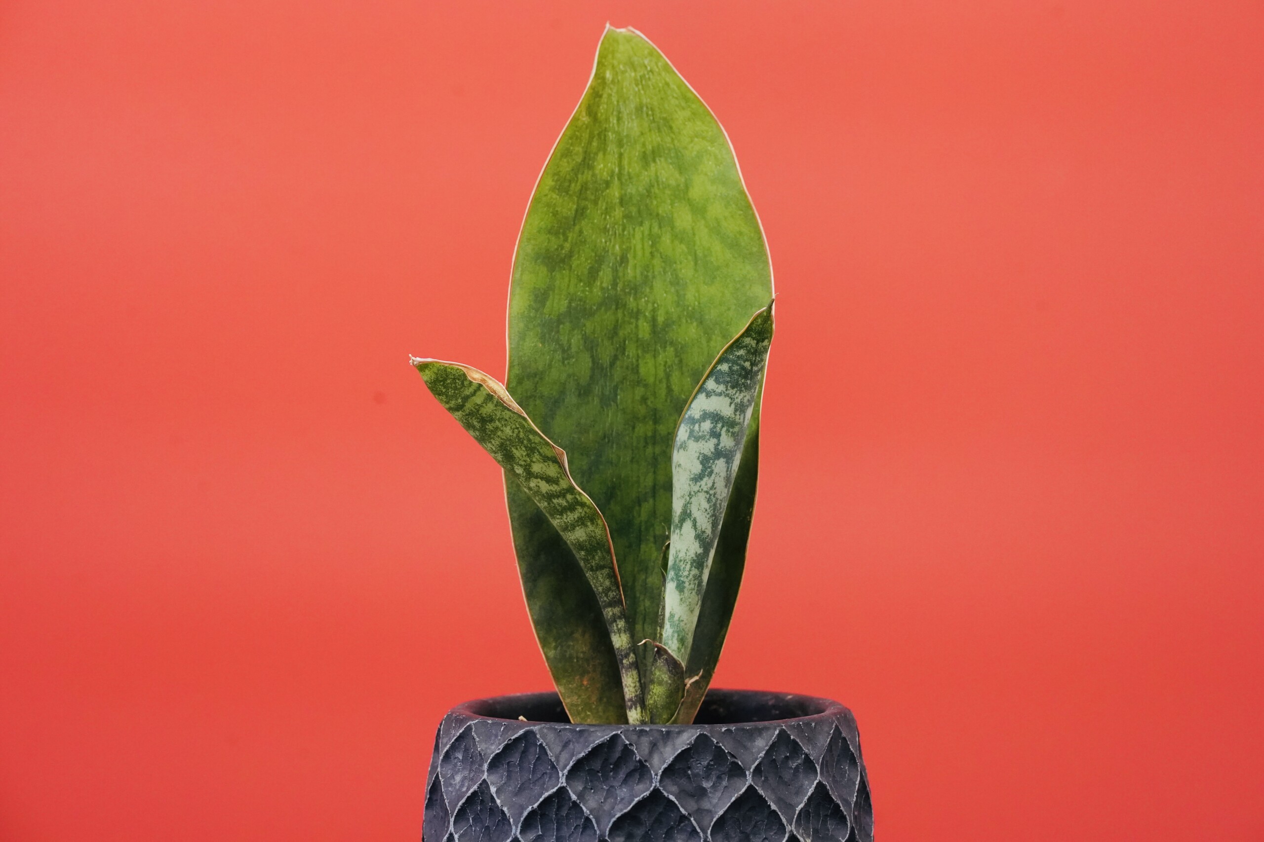 サンスベリアの種類一覧（16選）｜人気品種から希少品種まで徹底紹介 - Sansevieria Life