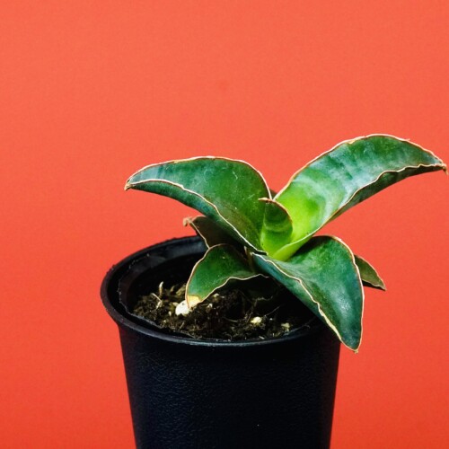 サンスベリア・ロブスタブルー