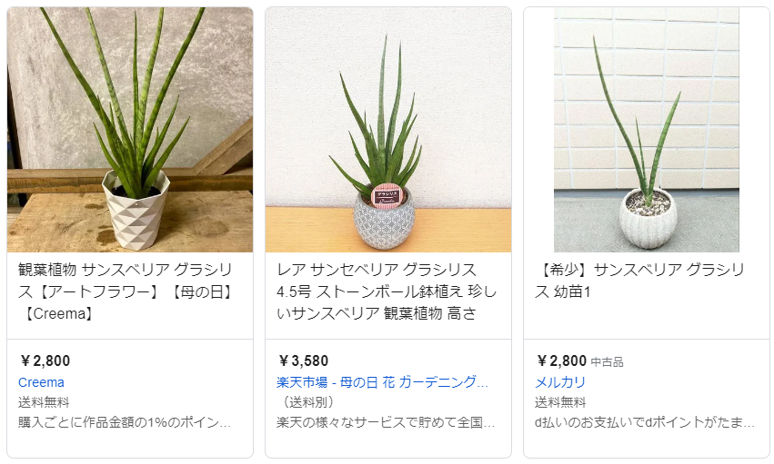 サンスベリア・グラシリスの特徴と育て方｜細身でスタイリッシュな観葉植物 - Sansevieria Life