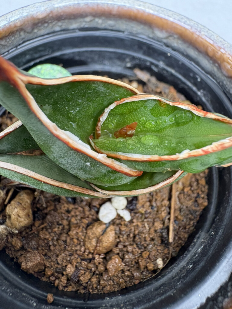 サンスベリア・ロリダの新芽