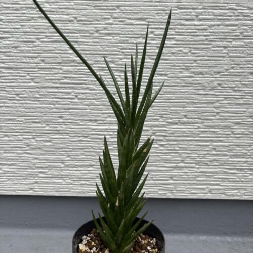 サンスベリア・フランシシー1年後の姿