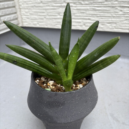 サンスベリア・ボンセレンシス1年後の姿