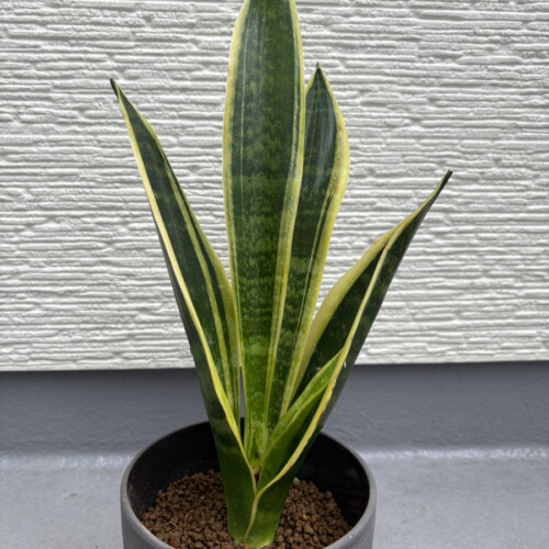 サンスベリアスパーバ