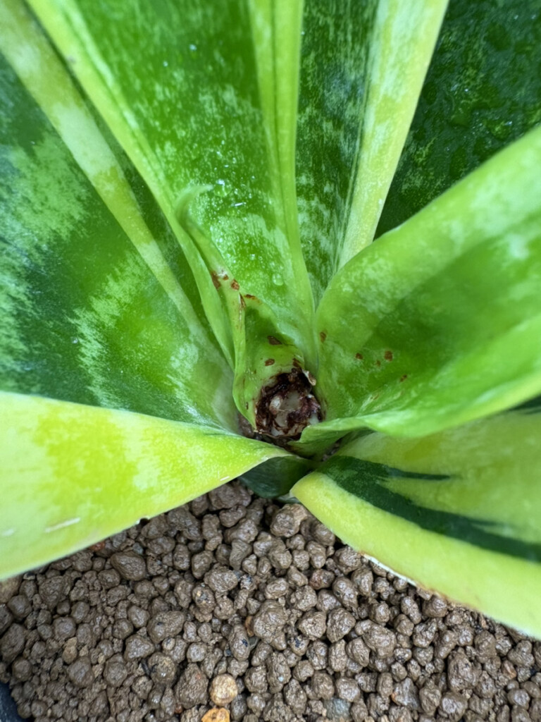 サンスベリアの新芽が腐ったのでちぎった