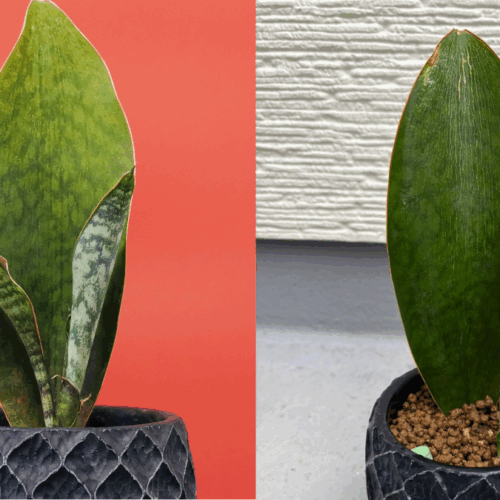 サンスベリアマッソニアーナの1年前と1年後の比較。