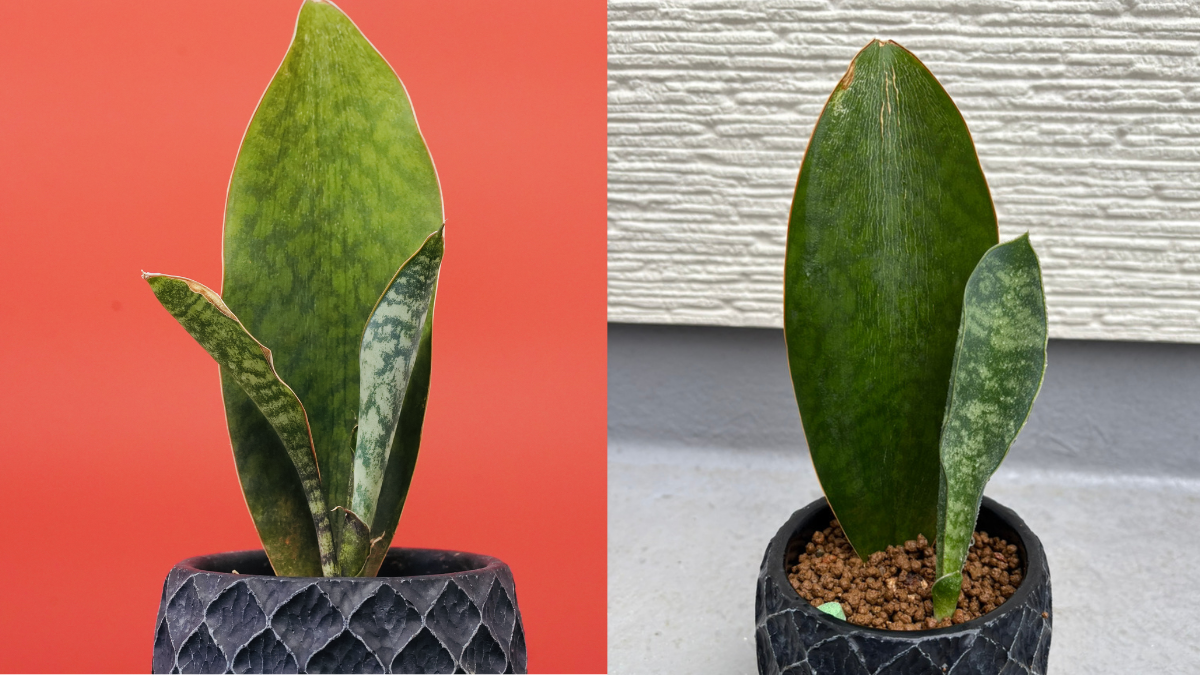 サンスベリアマッソニアーナの1年前と1年後の比較。