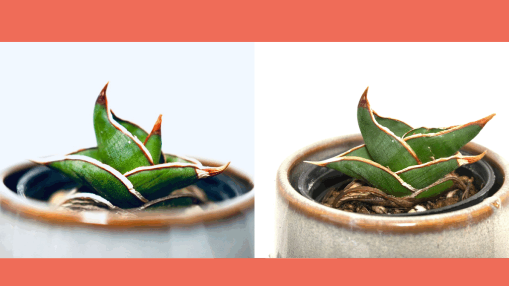 サンスベリア・ロリダの1年後