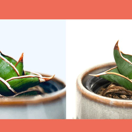 サンスベリア・ロリダの1年後