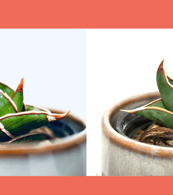 サンスベリア・ロリダ- Sansevieria Life