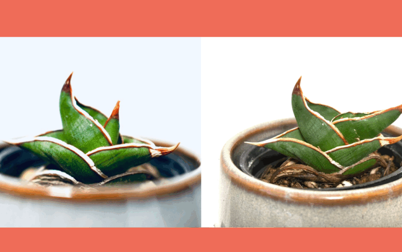 サンスベリア・ロリダの1年後