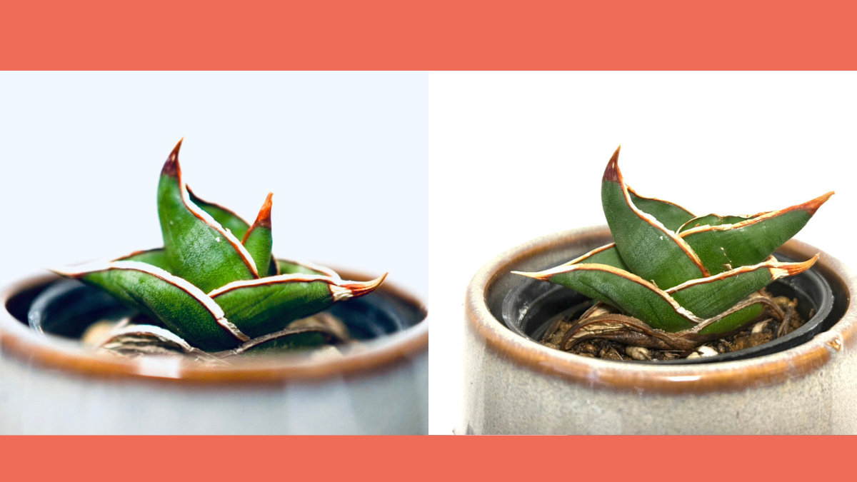 サンスベリア・ロリダの1年後