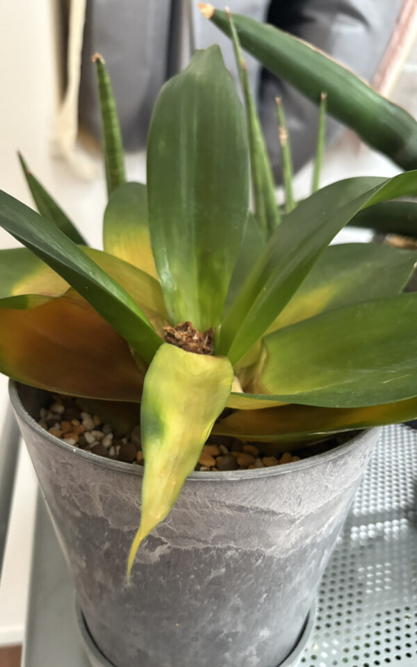 サンスベリアブラックドラゴンの葉の変色