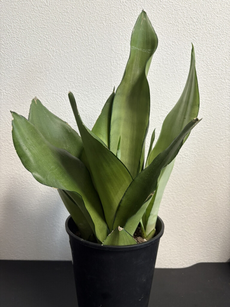 サンスベリア・ムーンシャイン完全ガイド｜特徴・育て方・他品種との