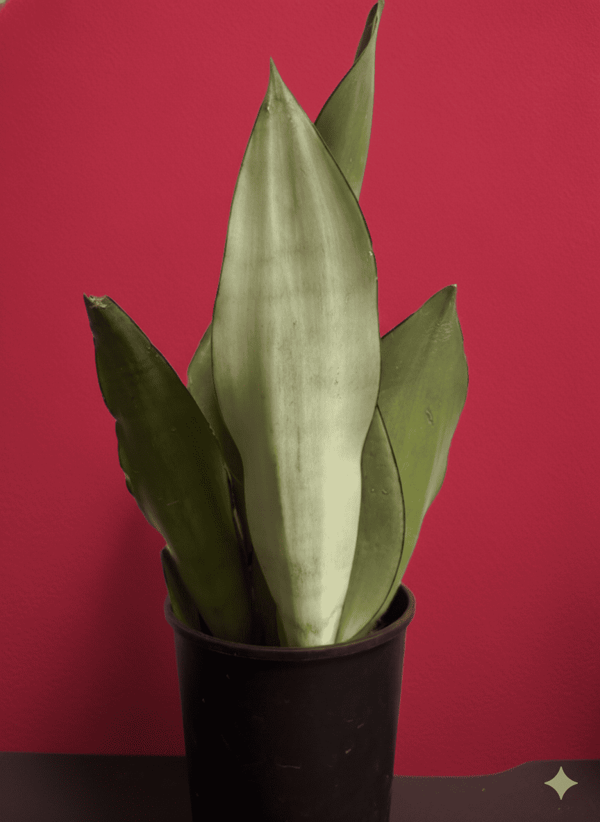 サンスベリア・ムーンシャイン