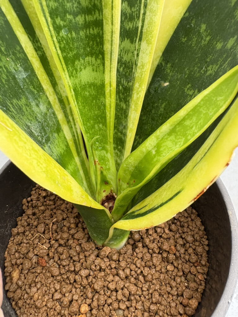 サンスベリアスパーバの根元