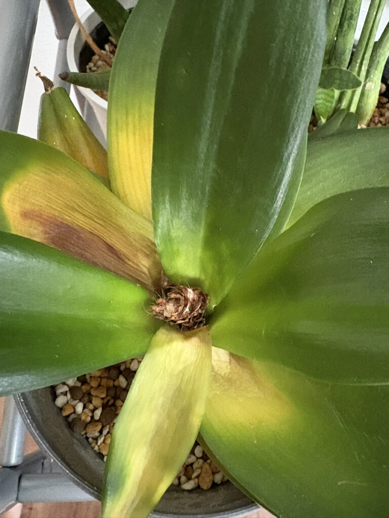 サンスベリアブラックドラゴンの根元 