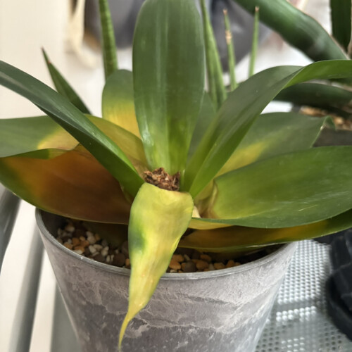 サンスベリアブラックドラゴンの葉の変色