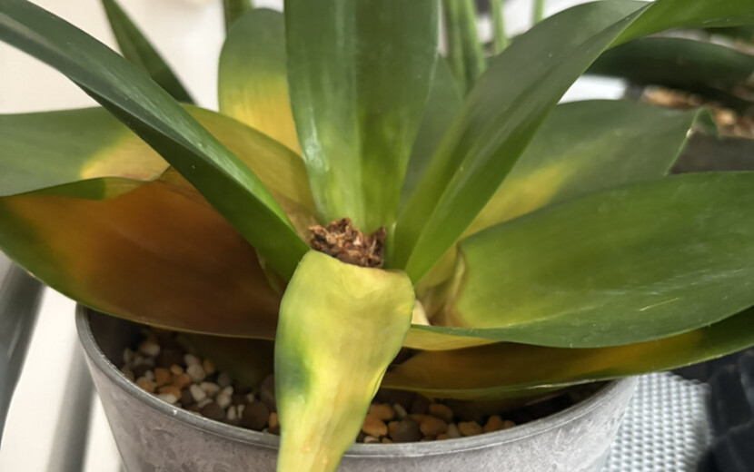 サンスベリアブラックドラゴンの葉の変色