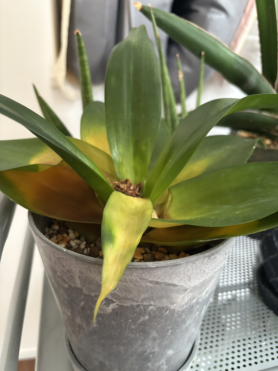 サンスベリアブラックドラゴンの葉の変色