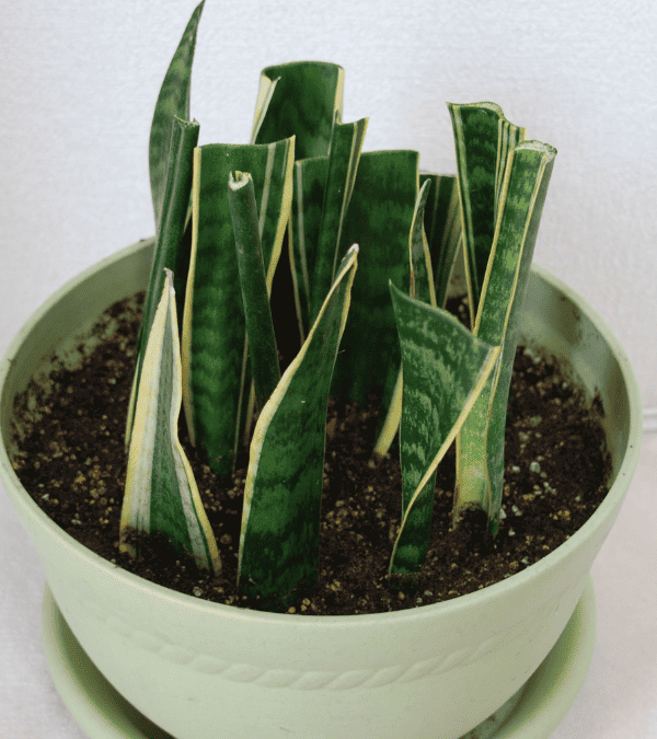 【成功率90超】-サンスベリアの葉挿し完全マニュアル