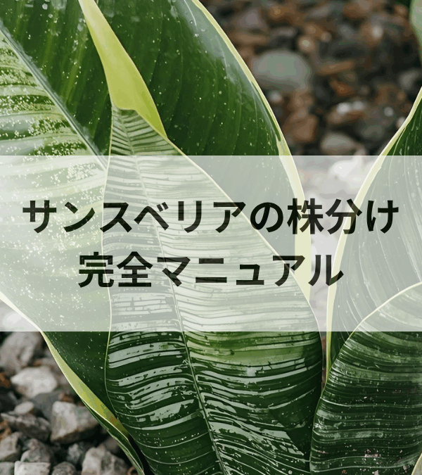 サンスベリアの株分け完全マニュアル