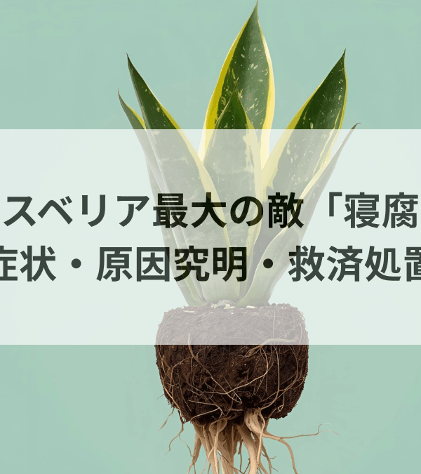 サンスベリアの根腐れ完全マニュアル