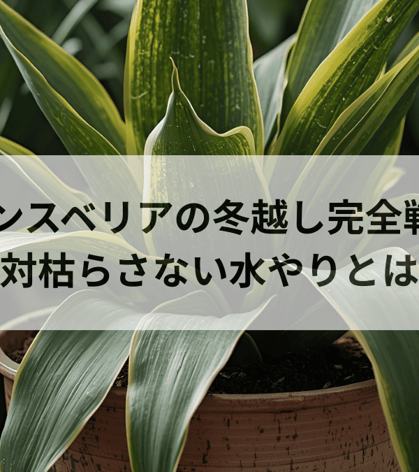 サンスベリアの冬越し完全戦略絶対枯らさない水やり