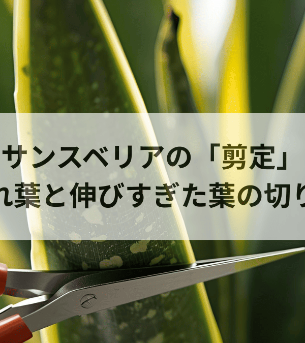 サンスベリアの剪定_枯れ葉と伸びすぎた葉の切り方