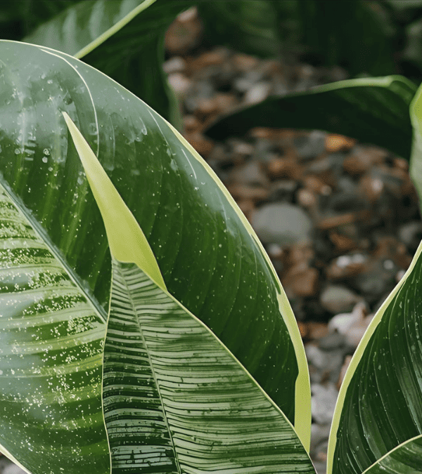 サンスベリアの株分け-完全マニュアル