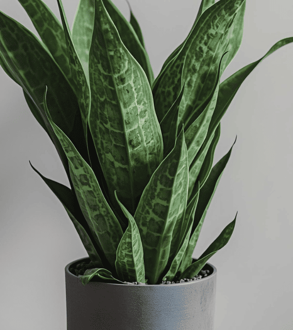 サンスベリアの置き場所完全ガイド【季節別・光量基準】