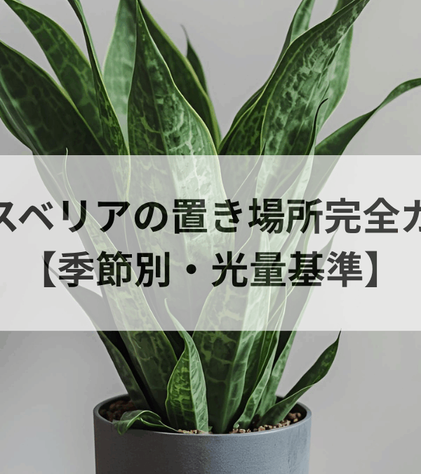 サンスベリアの置き場所完全ガイド【季節別・光量基準】