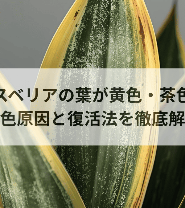 サンスベリアの葉が黄色・茶色に！変色原因と復活法を徹底解説