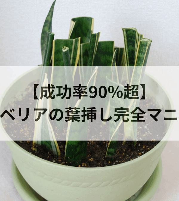 サンスベリア葉挿し