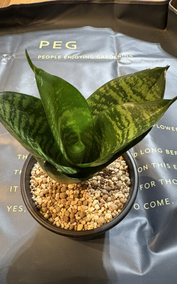 サンスベリア・ロリダ- Sansevieria Life