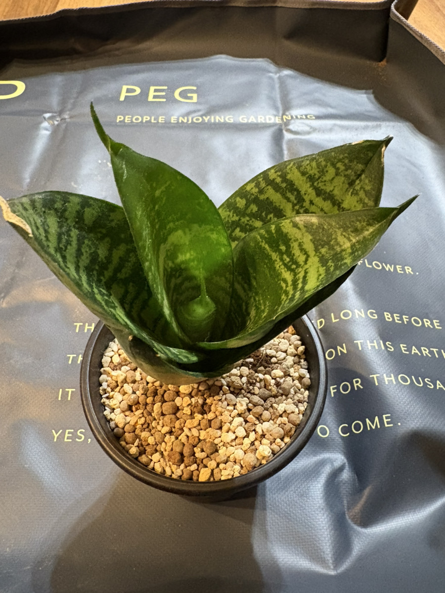 100均で購入したサンスベリアハニー