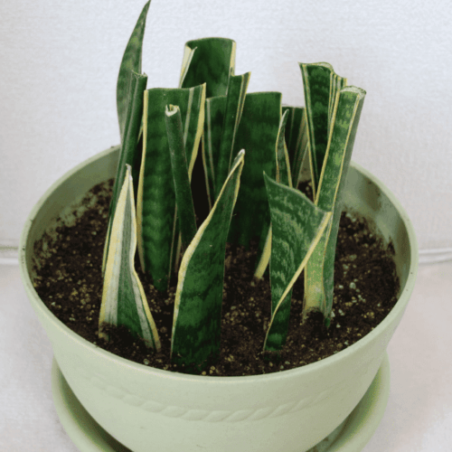 【成功率90超】-サンスベリアの葉挿し完全マニュアル