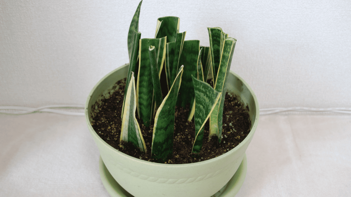 【成功率90超】-サンスベリアの葉挿し完全マニュアル