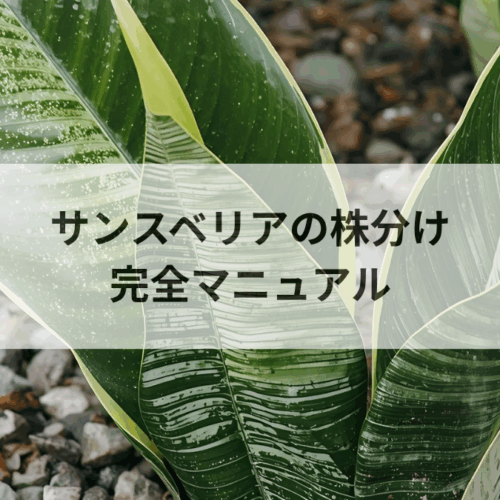 サンスベリアの株分け完全マニュアル