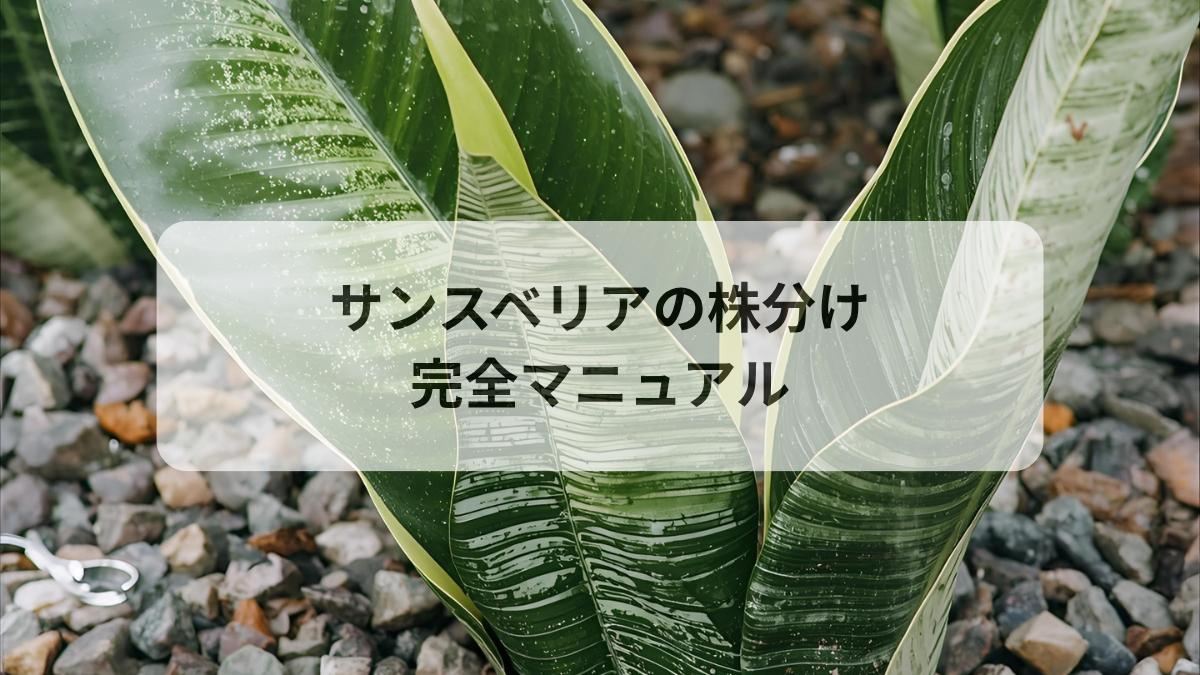 サンスベリアの株分け完全マニュアル