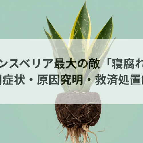 サンスベリアの根腐れ完全マニュアル