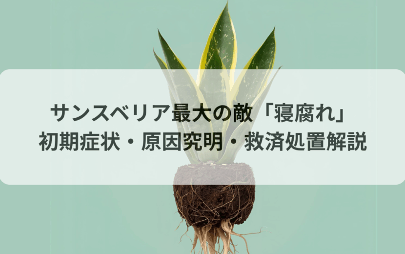 サンスベリアの根腐れ完全マニュアル